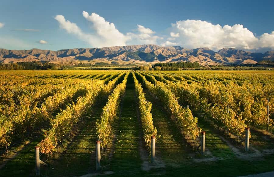 Marlborough: Wineries Visit and Tasting Session - Marlborough wineries in 4 hours: why this tour is such a practical win