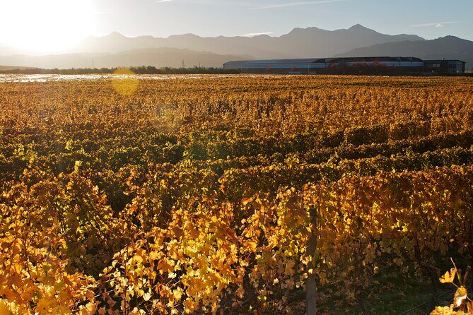 Marlborough Winery Tour - A Day of Cuisine & Wine 6hrs - Getting around like a local: Blenheim pickup, then you let the guide drive