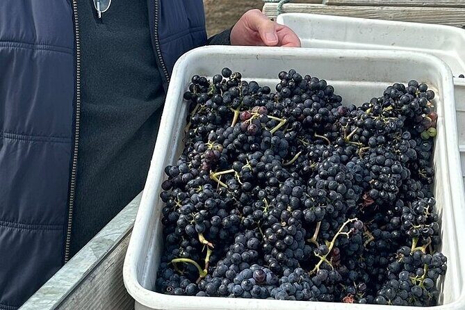 Martinborough Chefs shared wine tour ŵ lunch from Wellington - Coney Wines: gourmet lunch, a winemaker chat, and 7 wine tastings