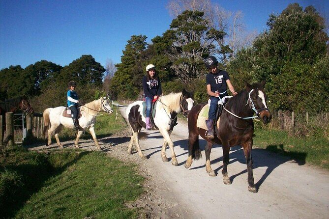 Matakana Art & Horse Riding Experience Private Tour From Auckland - Who this tour suits best (and who should rethink it)