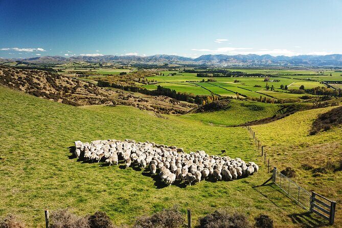 Merino Farm Experience - Key highlights worth planning for