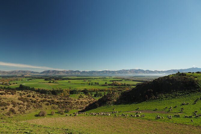 Merino Farm Experience - Working Dogs and Pet Sheep: Farm Logic in Real Time
