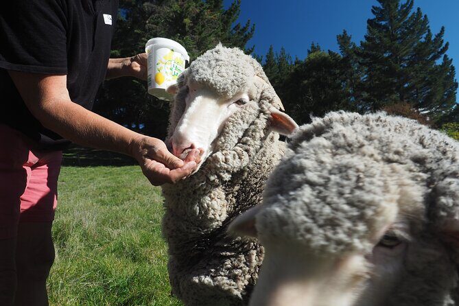 Merino Farm Experience - Flower and Vegetable Gardens: A Calm Walk on a Working Property
