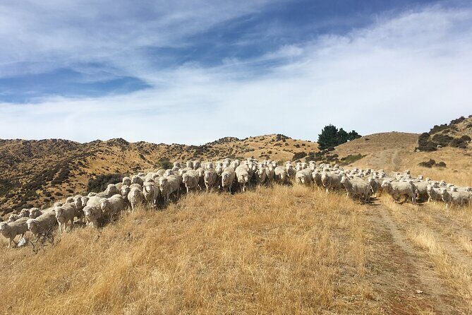 Merino Farm Experience - Price and Time: Is $58.95 Worth 1.5 Hours?