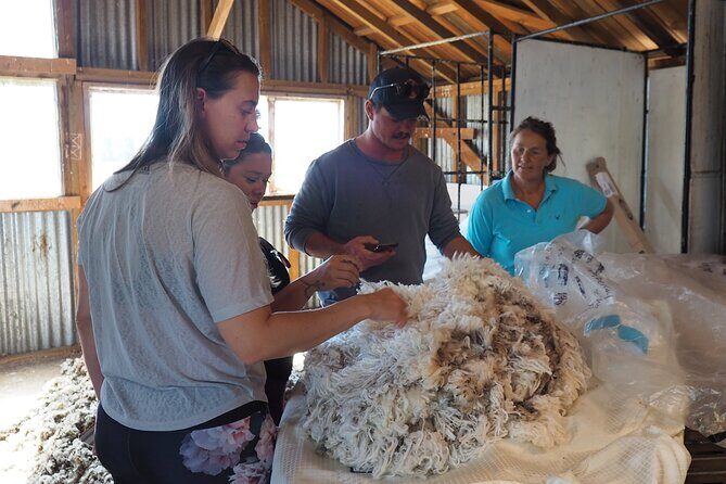 Merino Farm Experience - Who This Tour Suits Best (and Who Should Skip It)