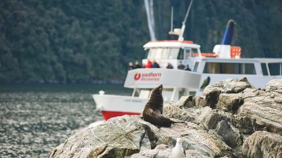 Milford Sound: Discover More on Our Longest Cruise - Why This 2-Hour-Plus Milford Sound Cruise Feels Different