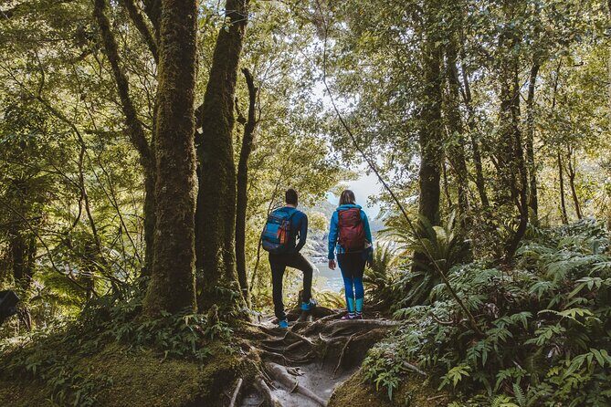 Milford Sound Nature Cruise and Self-Guided Scenic Track Walk - The basic idea: a Milford Track taste plus real time on the fjord