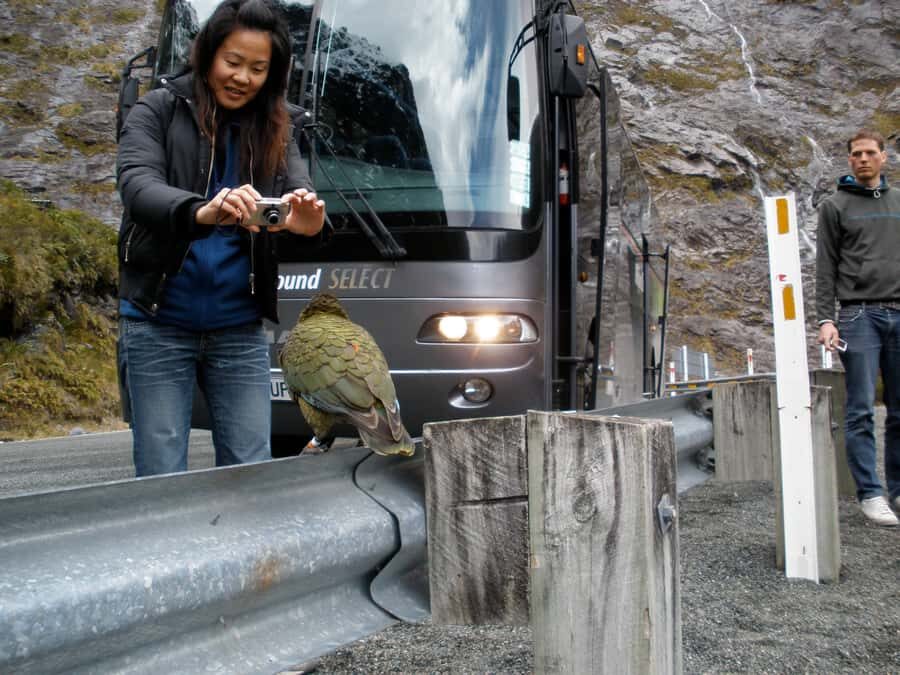 Milford Sound Premium Day Tour and Cruise from Te Anau - Key things that make this Milford Sound tour worth your time