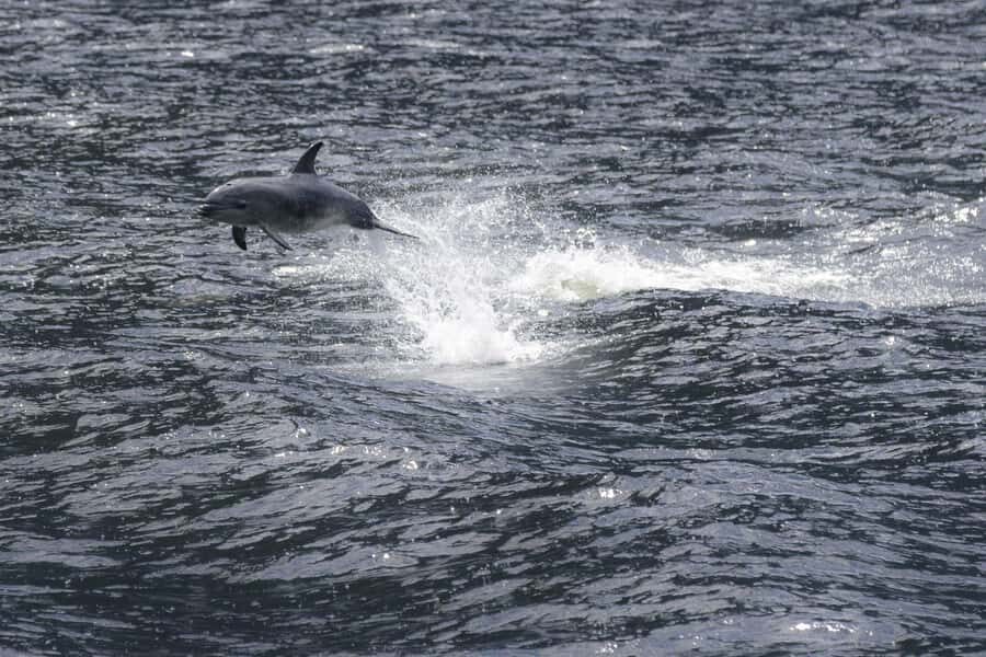 Milford Sound: Premium Small Group Cruise with Canape Lunch - Key highlights you’ll feel from minute one