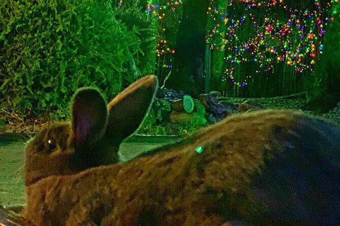 Mini Golf with Rabbits in Rotorua - Mini Golf With Rabbits: What This Experience Really Feels Like