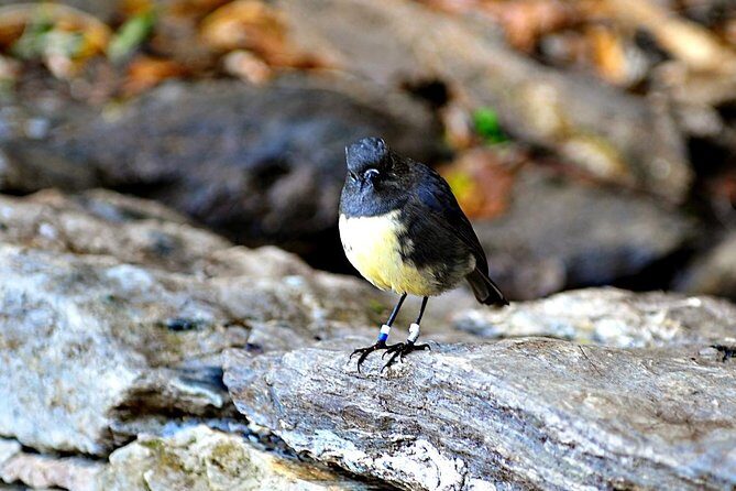 Motuara Island Bird Sanctuary and Ship Cove Cruise from Picton - Key reasons this cruise stands out