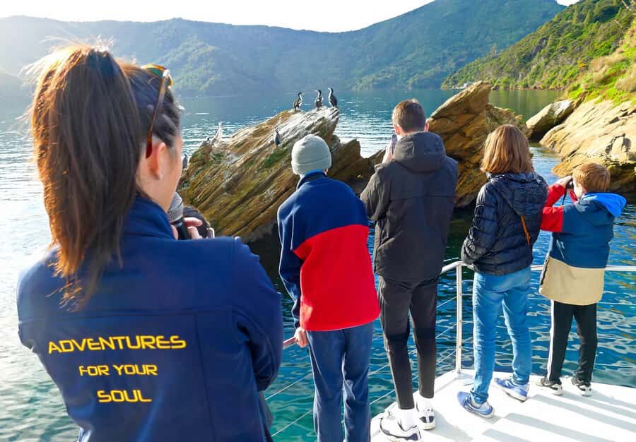 Motuara Island Sanctuary: Wildlife & Dolphin Watching Tour - Key highlights worth planning around