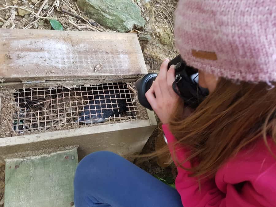 Motuara Island Sanctuary: Wildlife & Dolphin Watching Tour - First stop: Picton’s E-ko meet-up and what that sets up