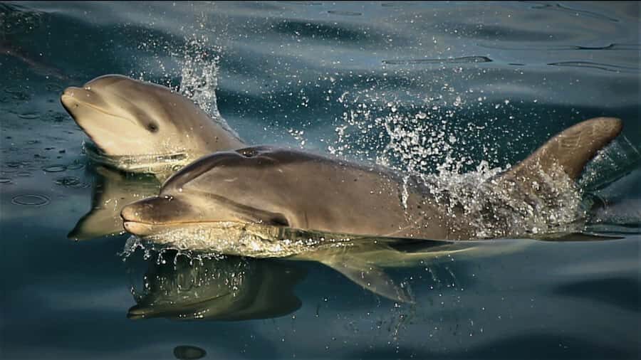 Motuara Island Sanctuary: Wildlife & Dolphin Watching Tour - Motuara Island Sanctuary walk: birds you actually get to hear