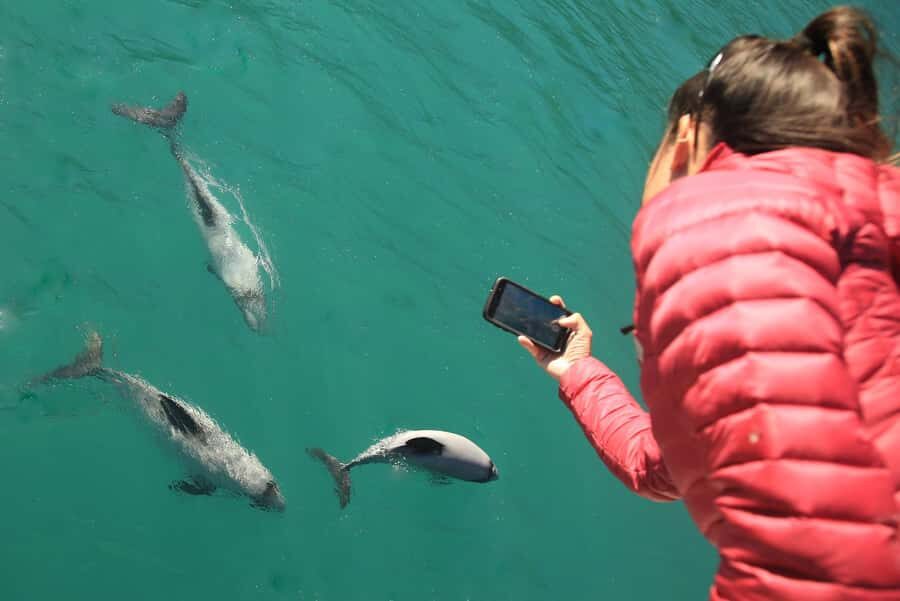 Motuara Island Sanctuary: Wildlife & Dolphin Watching Tour - Weather reality: how to plan so you still win