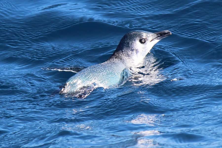 Motuara Island Sanctuary: Wildlife & Dolphin Watching Tour - Quick practical tips before you go
