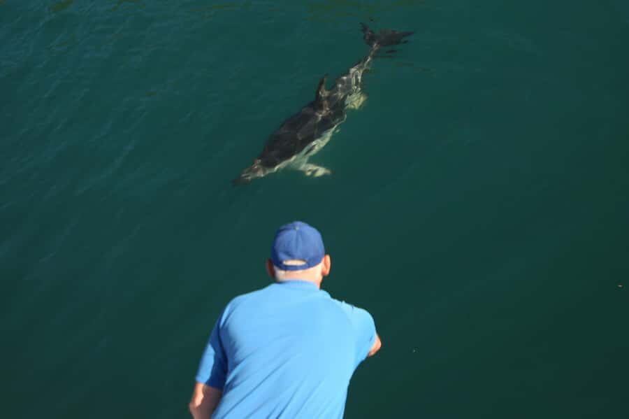 Motuara Island Sanctuary: Wildlife & Dolphin Watching Tour - Should you book Motuara Island Sanctuary and Dolphin Watching?