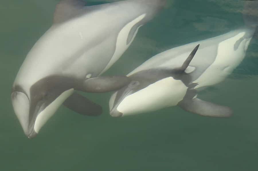 Motuara Island Sanctuary: Wildlife & Dolphin Watching Tour - The cruise through Queen Charlotte Sound: the dolphin-scanning setup