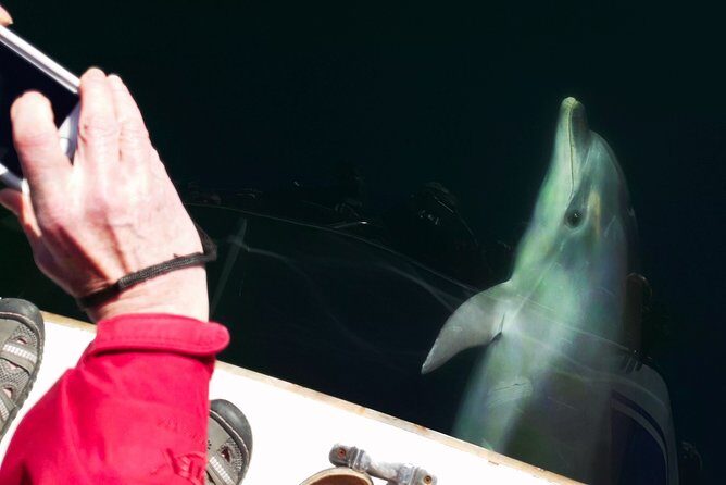 Motuara Wildlife Sanctuary Tour and Dolphin Cruise from Picton - Motuara Island bird sanctuary: why predator-free matters