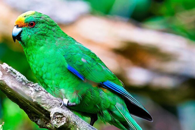 Motuara Wildlife Sanctuary Tour and Dolphin Cruise from Picton - Drinks, snacks, and the small comfort wins
