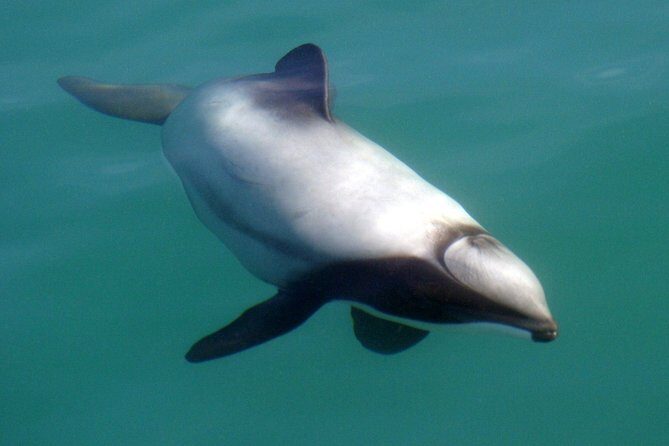 Motuara Wildlife Sanctuary Tour and Dolphin Cruise from Picton - How long is it, and how should you schedule your day?