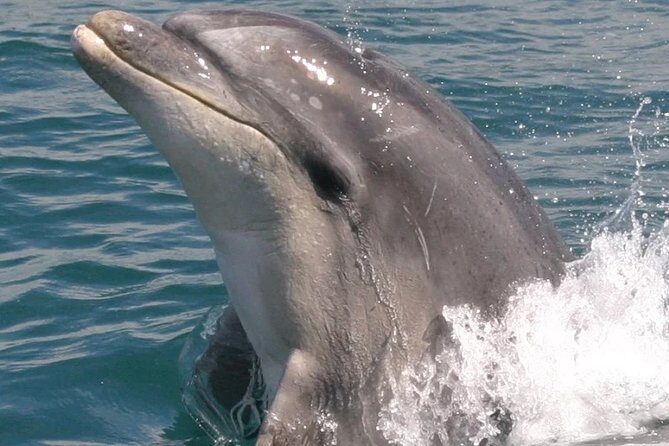 Motuara Wildlife Sanctuary Tour and Dolphin Cruise from Picton - Who this works best for (and who might want a different plan)