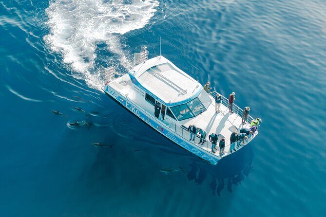 Motuara Wildlife Sanctuary Tour and Dolphin Cruise from Picton - Queen Charlotte Sound wildlife strategy you can actually use