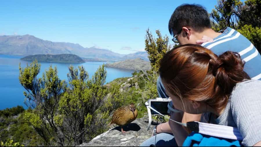 Mou Waho Island: 3-Hour Cruise and Guided Nature Walk - Key moments worth planning for