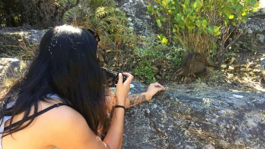 Mou Waho Island: 3-Hour Cruise and Guided Nature Walk - Guided eco-walk on Mou Waho: short distance, real climb