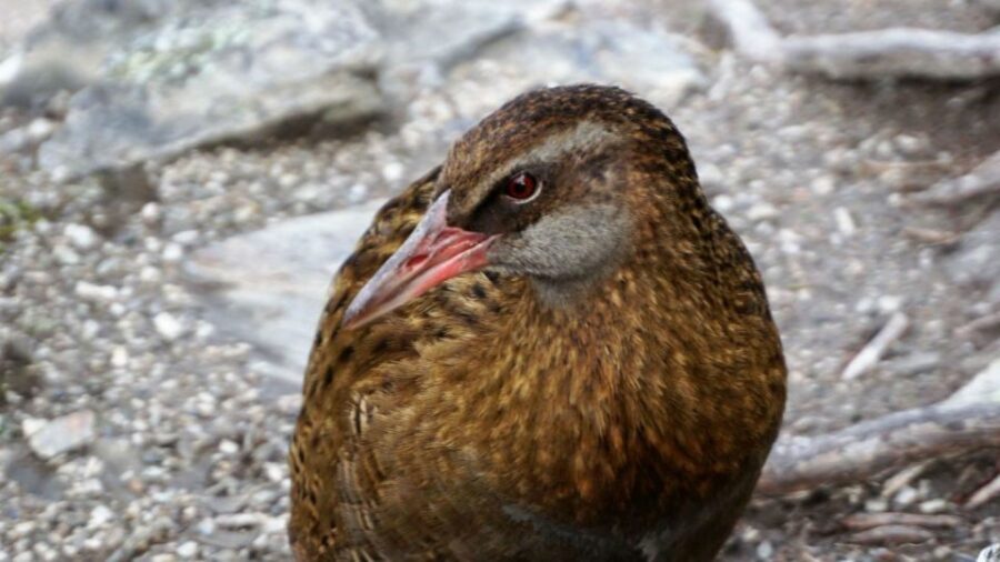 Mou Waho Island: 3-Hour Cruise and Guided Nature Walk - The two top stops: lake-at-the-top views and a higher lookout rock