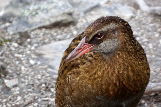 Mou Waho Island Cruise and Guided Nature Walk - Mou Waho predator-free reserve: birds, geology, and the hike to the lookout