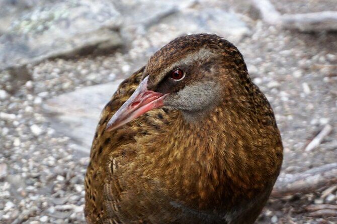 Mou Waho Island Cruise & Self-Guided Nature Walk - Mou Waho Island: predator-free birds and a self-guided nature walk