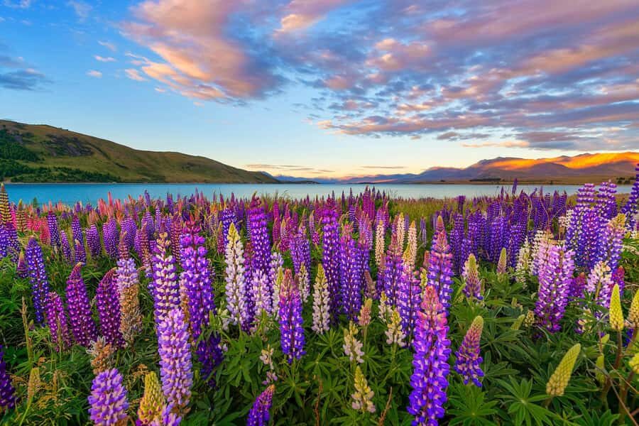 Mount Cook Day Tour from Christchurch - Who should book this Mount Cook day tour from Christchurch?