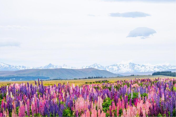 Mount Cook Day Tour from Queenstown - Lake Pukaki: Glacial-Blue Water Without the Detour