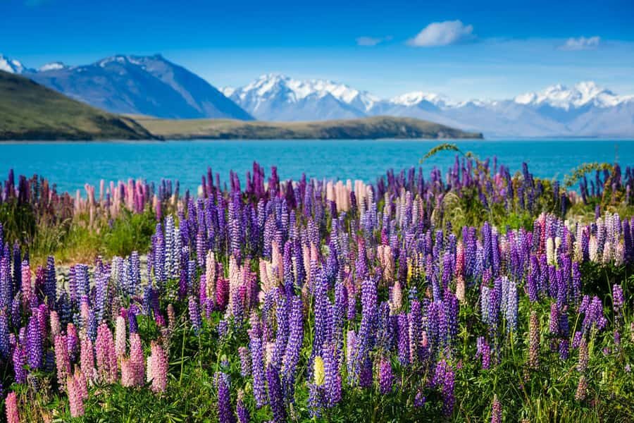 Mount Cook Day Tour: Mount Cook to Christchurch - Lake Tekapo and Lake Pukaki: The Blue-Water Moment