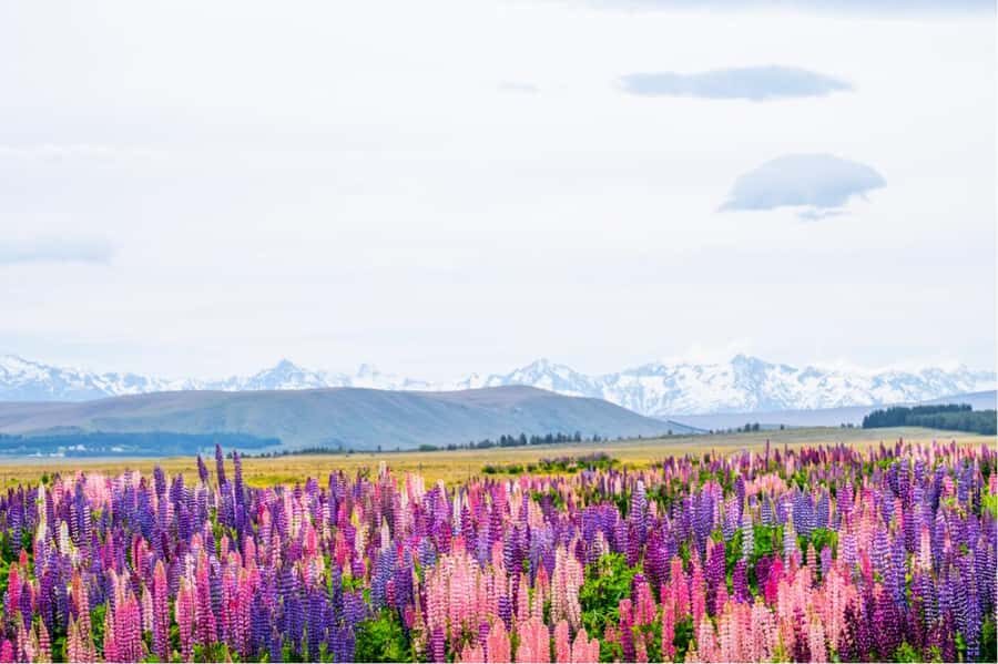 Mount Cook Full-Day Tour: Queenstown to Christchurch - Omarama: the reset stop you’ll be glad you planned for