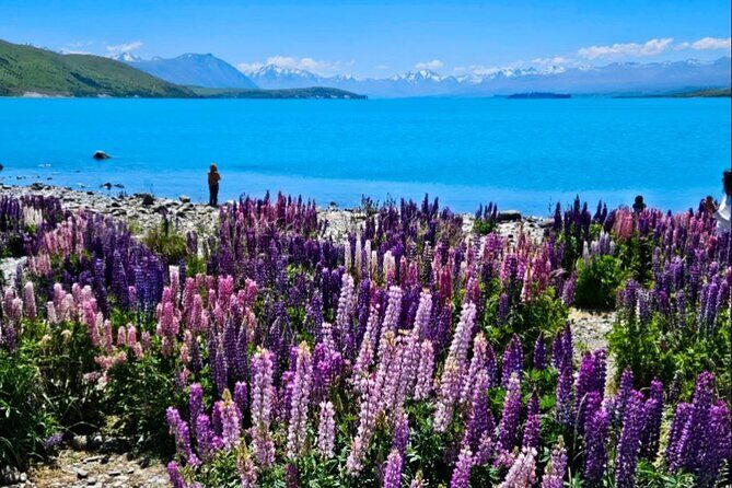 Mt. Cook Private Day Trip From Queenstown with Lake Tekapo - High Country Salmon: feed time and a taste stop