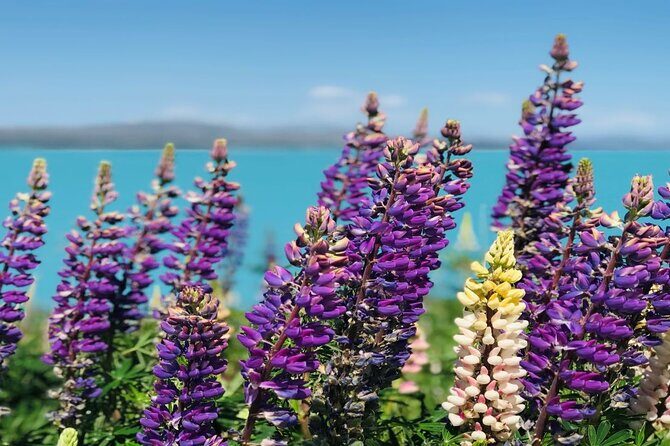 Mt Cook to Christchurch One-Way Small Group Tour via Lake Tekapo - Stop 1: Aoraki Mount Cook National Park (Te Wahipounamu) for quick mountain magic