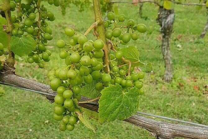 Muriwai Scenic Wine Tour from Auckland - Weather on the day: how to pack and how to stay flexible
