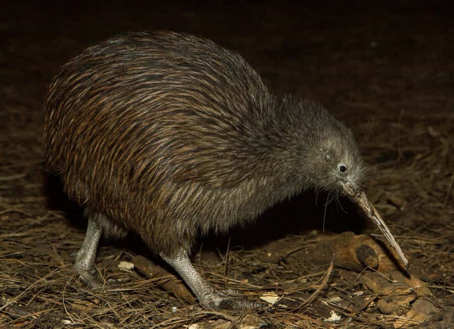 Napier: National Aquarium of New Zealand General Admission - Key Things That Make This Aquarium Worth Your Time