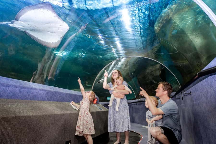 Napier: National Aquarium of New Zealand General Admission - Planning Your Day at Napier’s National Aquarium (It’s Not Just Tanks)