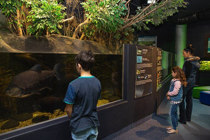 National Aquarium of New Zealand in Napier General Admission - The largest undersea exhibit and stingrays gliding through water