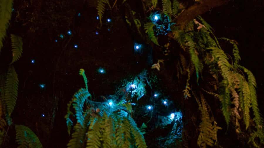 Nelson: Brook Waimārama Sanctuary Guided Night Walk - The forest walk after dark: hearing ruru, kiwi pukupuku, and the action you can’t see