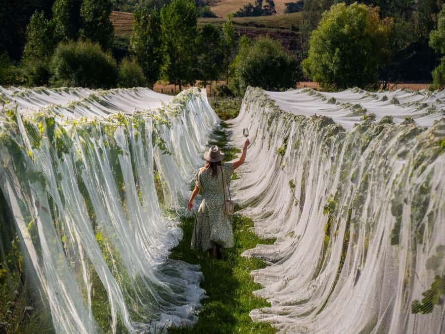 Nelson: Wine Tour with Tastings and Lunch - Key things that make this tour worth your time