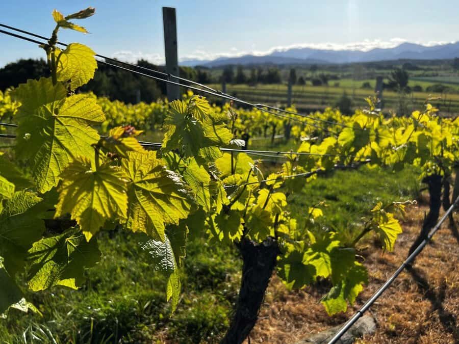 Nelson: Wine Tour with Tastings and Lunch - The guide makes or breaks the day (and you’ll want a good one)