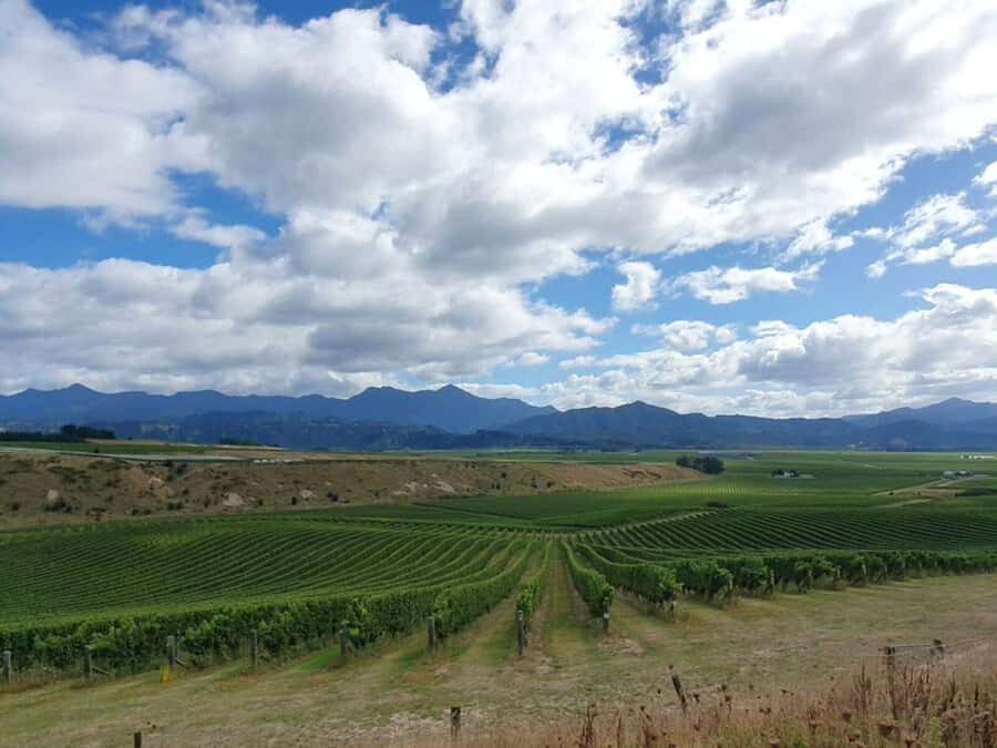 Nelson: Wine Tour with Tastings and Lunch - Wine tasting etiquette that keeps the day enjoyable