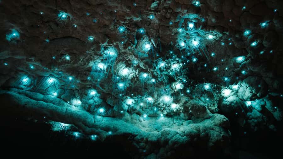New Zealand: Milky Way Glowworm Cave Tour - The One-Hour Tour Flow: Limestone Walk, 30 Steps, Then Glowworm Watching