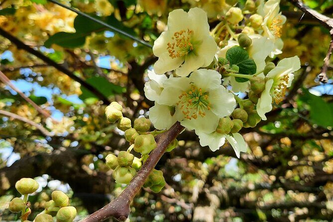 New Zealand Tauranga Tour with Transportation and Snacks - The private kiwifruit and avocado orchard: the real value