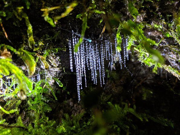 Nocturnal adventure Glow-worm tour - Where You Start: 1167 Fenton Street and the Night Timing (7:30–8:15 PM)
