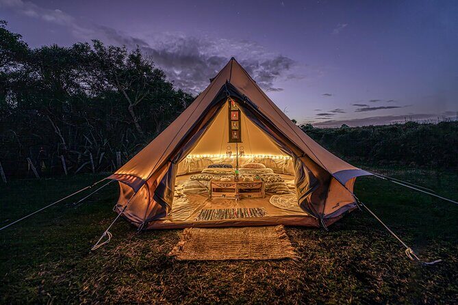 Nocturnal Wonders Tawharanui Kiwi Spotting and Stargazing Tour - Why Tawharanui at night is a different kind of nature show